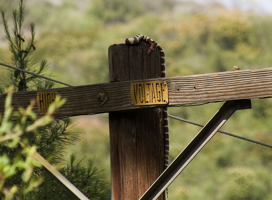 Snake on a pole